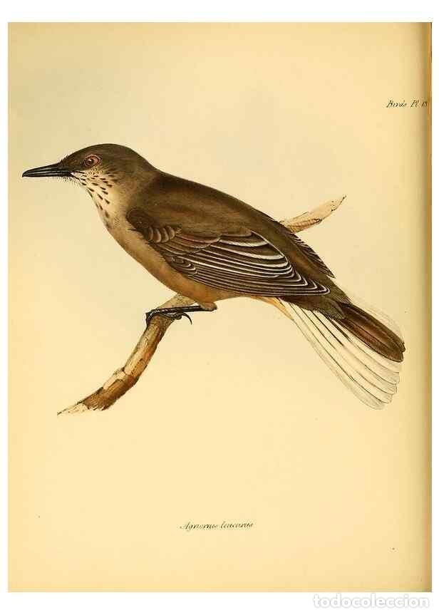 Sammeln von Zeitschriften und Zeitungen: Reproducci&oacute;n/Reproduction 8429501749: The zoology of the voyage of H.M.S. Beagle .... London,Smith,