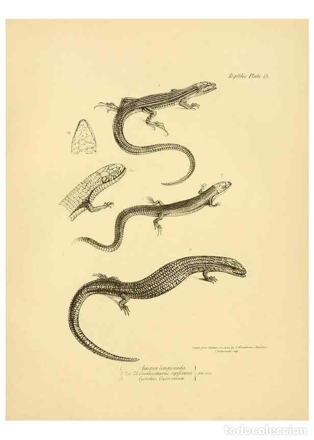 Collezionismo di Riviste e Giornali: Reproducci&oacute;n/Reproduction 8431748243: The zoology of the voyage of H.M.S. Beagle .... London,Smith,