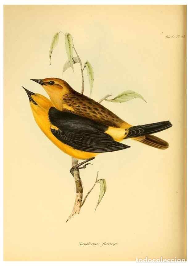 Collection Magazines and Newspapers: Reproducci&oacute;n/Reproduction 8430618176: The zoology of the voyage of H.M.S. Beagle .... London,Smith,