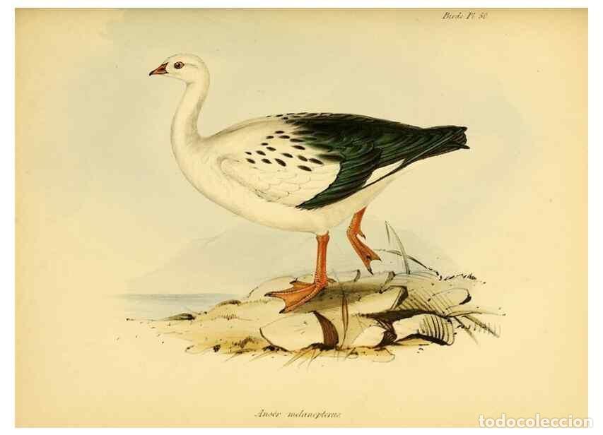 Collection Magazines and Newspapers: Reproducci&oacute;n/Reproduction 8430620604: The zoology of the voyage of H.M.S. Beagle .... London,Smith,