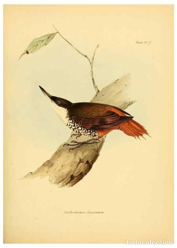 Coleccionismo de Revistas y Peri&oacute;dicos: Reproducci&oacute;n/Reproduction 8429523199: The zoology of the voyage of H.M.S. Beagle .... London,Smith,