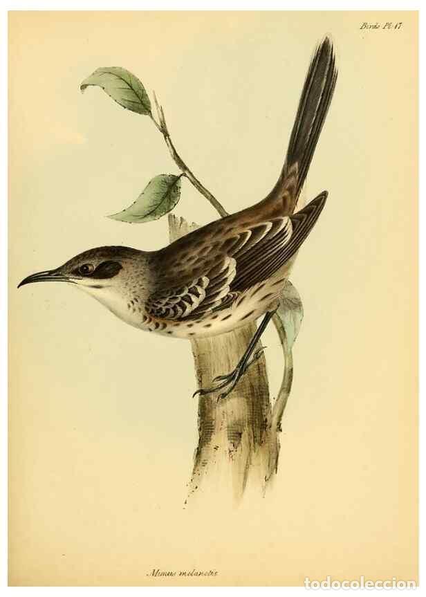 Collectionnisme de Revues et Journaux: Reproducci&oacute;n/Reproduction 8429502593: The zoology of the voyage of H.M.S. Beagle .... London,Smith,