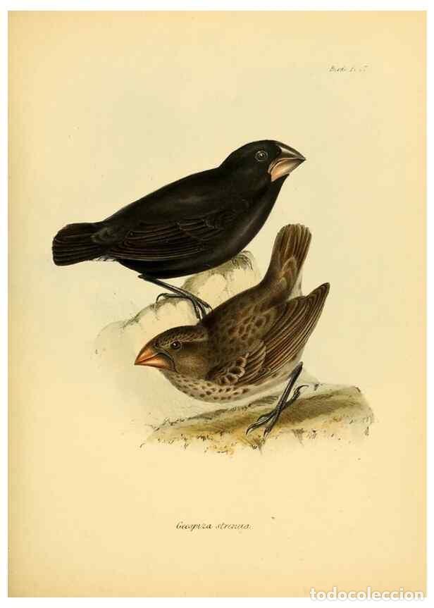 Collection Magazines and Newspapers: Reproducci&oacute;n/Reproduction 8430614566: The zoology of the voyage of H.M.S. Beagle .... London,Smith,