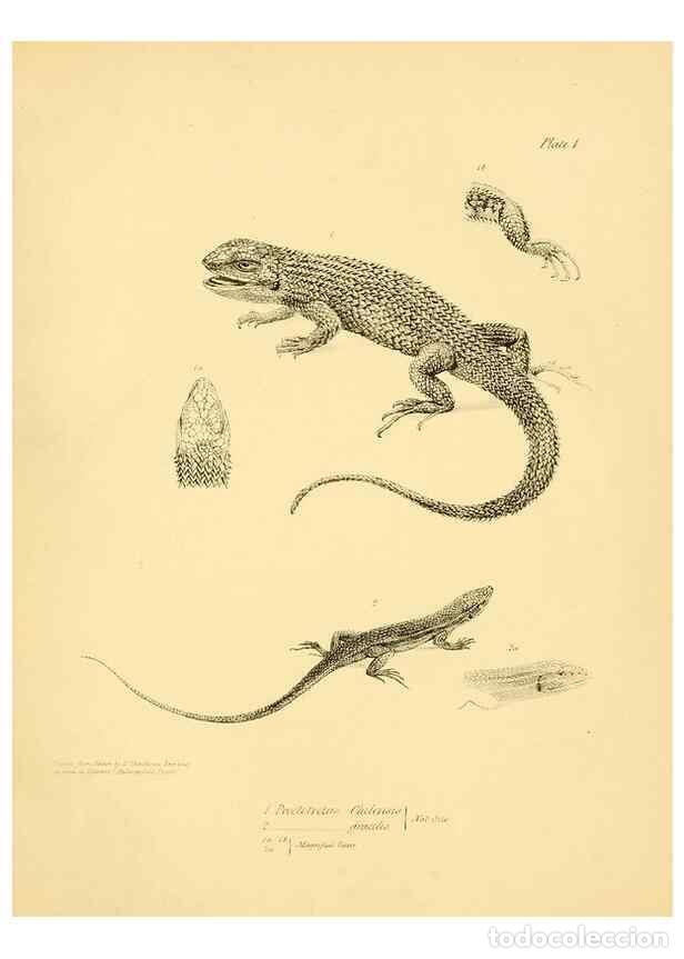 Collection Magazines and Newspapers: Reproducci&oacute;n/Reproduction 8431744571: The zoology of the voyage of H.M.S. Beagle .... London,Smith,