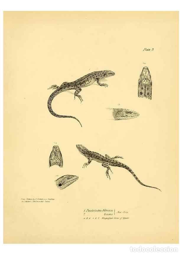 Collection Magazines and Newspapers: Reproducci&oacute;n/Reproduction 8431745157: The zoology of the voyage of H.M.S. Beagle .... London,Smith,