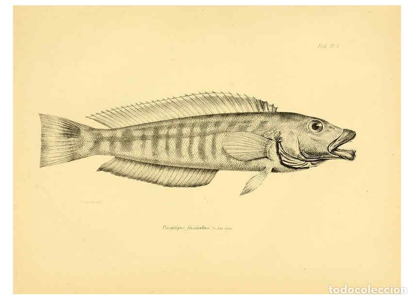 Collezionismo di Riviste e Giornali: Reproducci&oacute;n/Reproduction 5985486934: The zoology of the voyage of H.M.S. Beagle, pt.4 London,Smith,