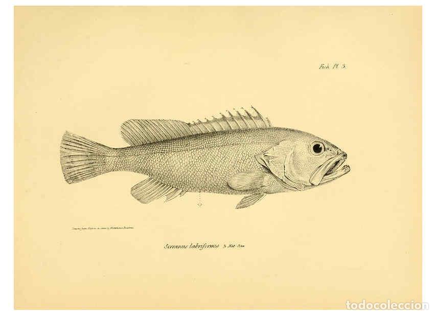 Colecionismo de Revistas e Jornais: Reproducci&oacute;n/Reproduction 5985486368: The zoology of the voyage of H.M.S. Beagle, pt.4 London,Smith,
