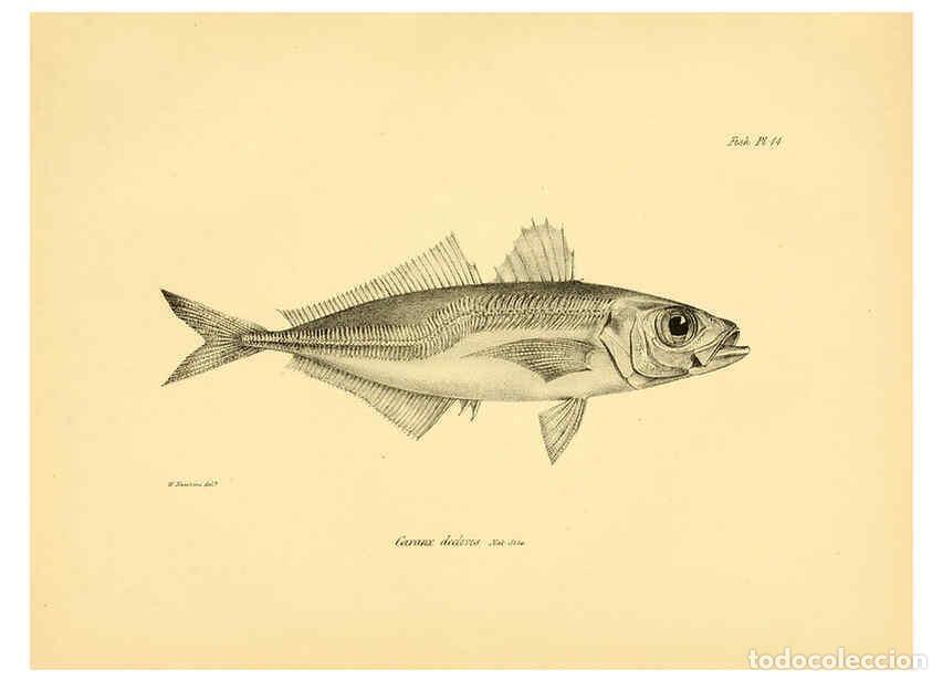 Collection Magazines and Newspapers: Reproducci&oacute;n/Reproduction 5985489214: The zoology of the voyage of H.M.S. Beagle, pt.4 London,Smith,