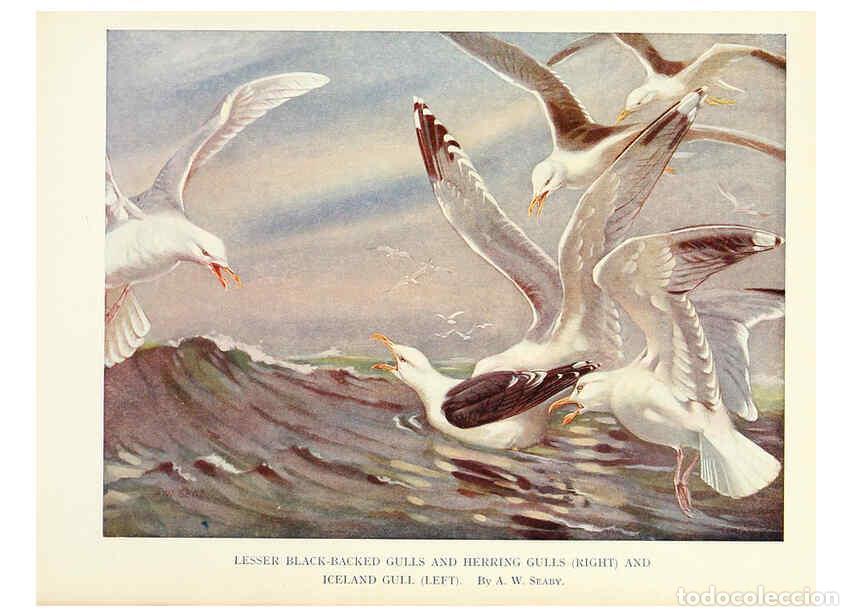 Sammeln von Zeitschriften und Zeitungen: Reproducci&oacute;n/Reproduction 6025487339: Birds through the year London,T.C. and E.C. Jack, ltd.[1922] -