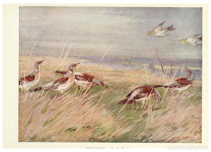 Sammeln von Zeitschriften und Zeitungen: Reproducci&oacute;n/Reproduction 6026040412: Birds through the year London,T.C. and E.C. Jack, ltd.[1922] -