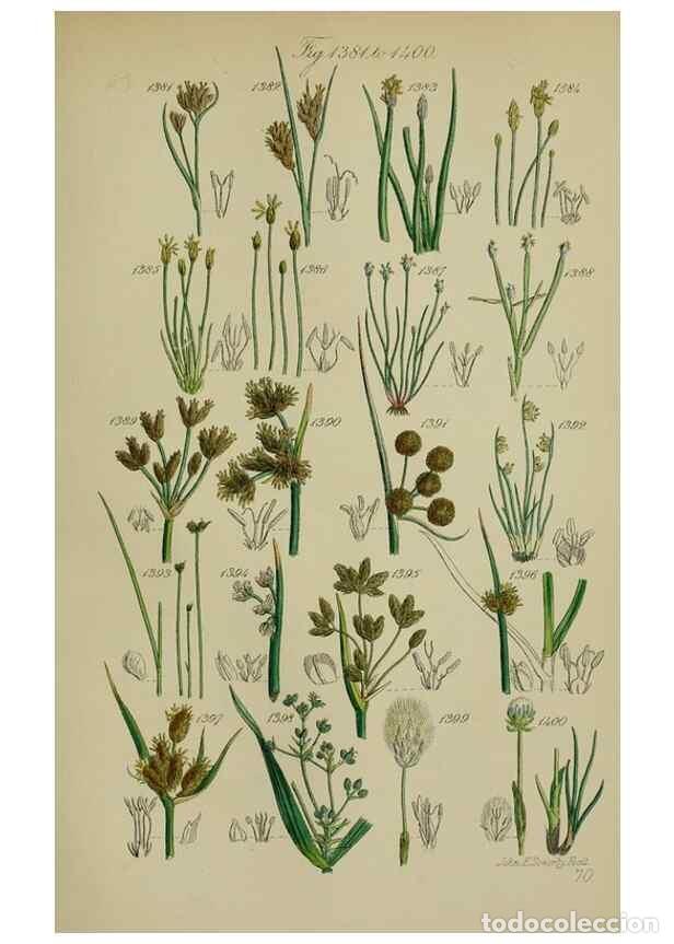 Coleccionismo de Revistas y Peri&oacute;dicos: Reproducci&oacute;n/Reproduction 7507554562: British wild flowers.. London,J. Van Voorst,1876. - Johnson, C