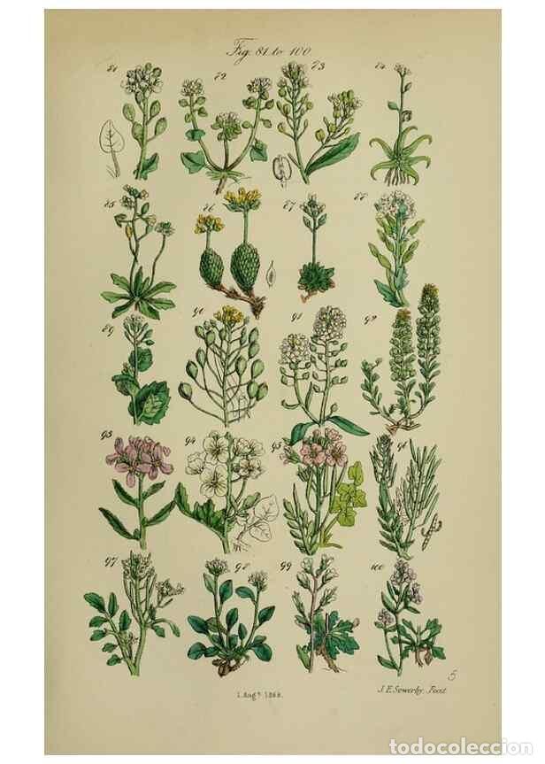 Coleccionismo de Revistas y Peri&oacute;dicos: Reproducci&oacute;n/Reproduction 7507459520: British wild flowers.. London,J. Van Voorst,1876. - Johnson, C