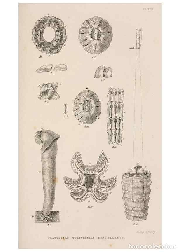 Sammeln von Zeitschriften und Zeitungen: Reproducci&oacute;n/Reproduction 7509378434: A monograph on the sub-class Cirripedia,. London,Ray society,1