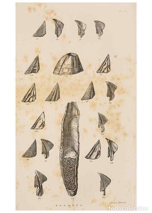 Colecionismo de Revistas e Jornais: Reproducci&oacute;n/Reproduction 7509343478: A monograph on the sub-class Cirripedia,. London,Ray society,1