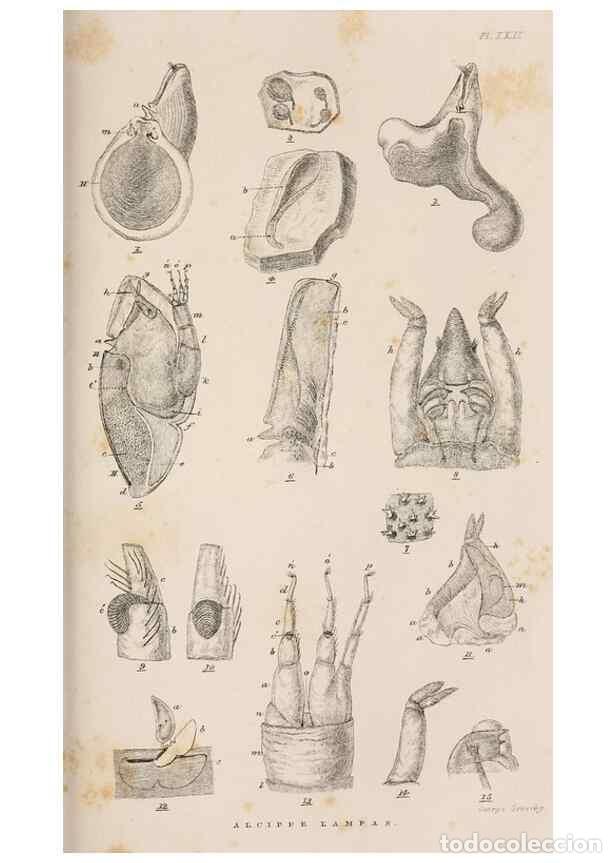 Sammeln von Zeitschriften und Zeitungen: Reproducci&oacute;n/Reproduction 7509390634: A monograph on the sub-class Cirripedia,. London,Ray society,1