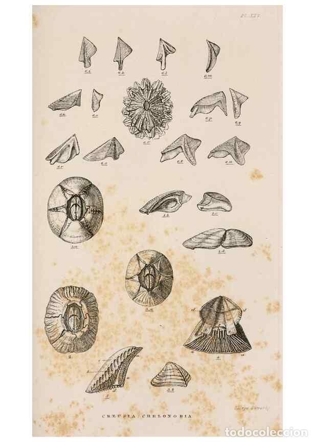 Sammeln von Zeitschriften und Zeitungen: Reproducci&oacute;n/Reproduction 7509370980: A monograph on the sub-class Cirripedia,. London,Ray society,1