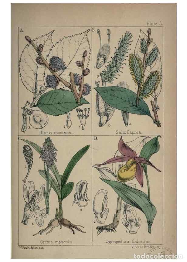 Collectionnisme de Revues et Journaux: Reproducci&oacute;n/Reproduction 7454749972: British wild flowers :. London,Reeve,1867. - Moore, Thomas,