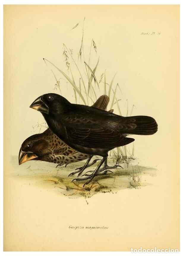 Collection Magazines and Newspapers: Reproducci&oacute;n/Reproduction 8429527589: The zoology of the voyage of H.M.S. Beagle .... London,Smith,