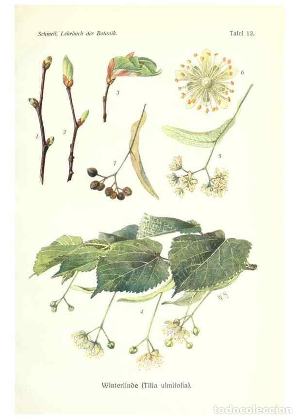Collezionismo di Riviste e Giornali: Reproducci&oacute;n/Reproduction 8071694594: Lehrbuch der Botanik;. LeipzigQuelle & Meyer1911 - Schmeil, Ot