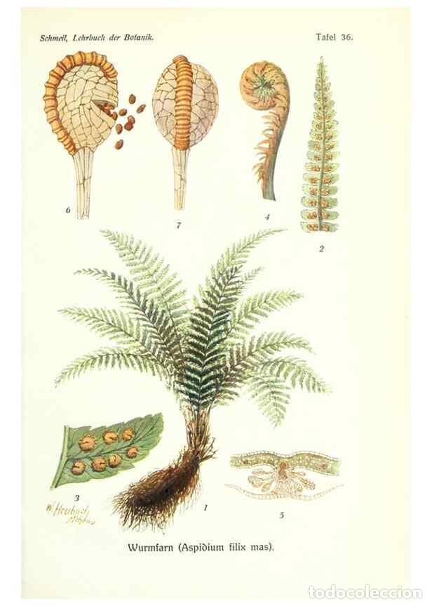 Collezionismo di Riviste e Giornali: Reproducci&oacute;n/Reproduction 8071721203: Lehrbuch der Botanik;. LeipzigQuelle & Meyer1911 - Schmeil, Ot