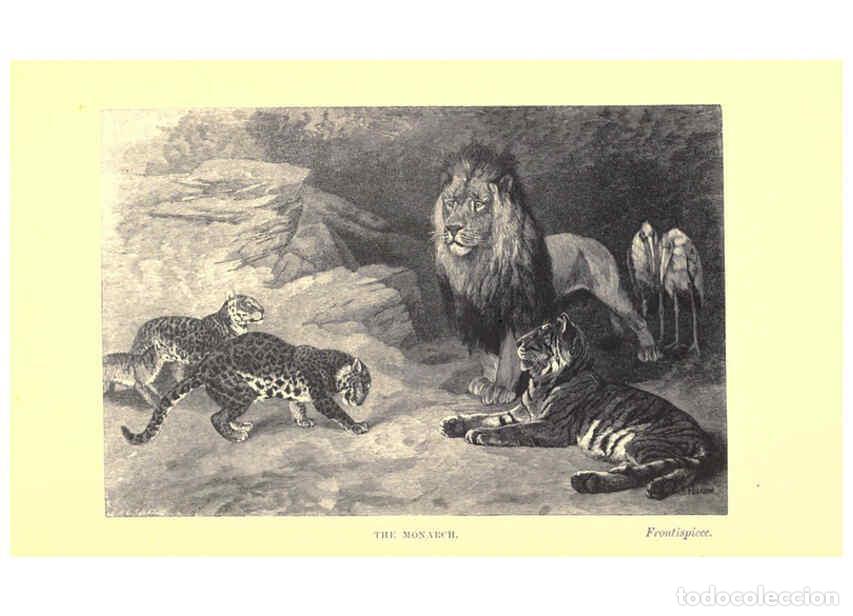 Colecionismo de Revistas e Jornais: Reproducci&oacute;n/Reproduction 6505679893: Wild beasts and their ways London,Macmillan and co.,1890 - Sam