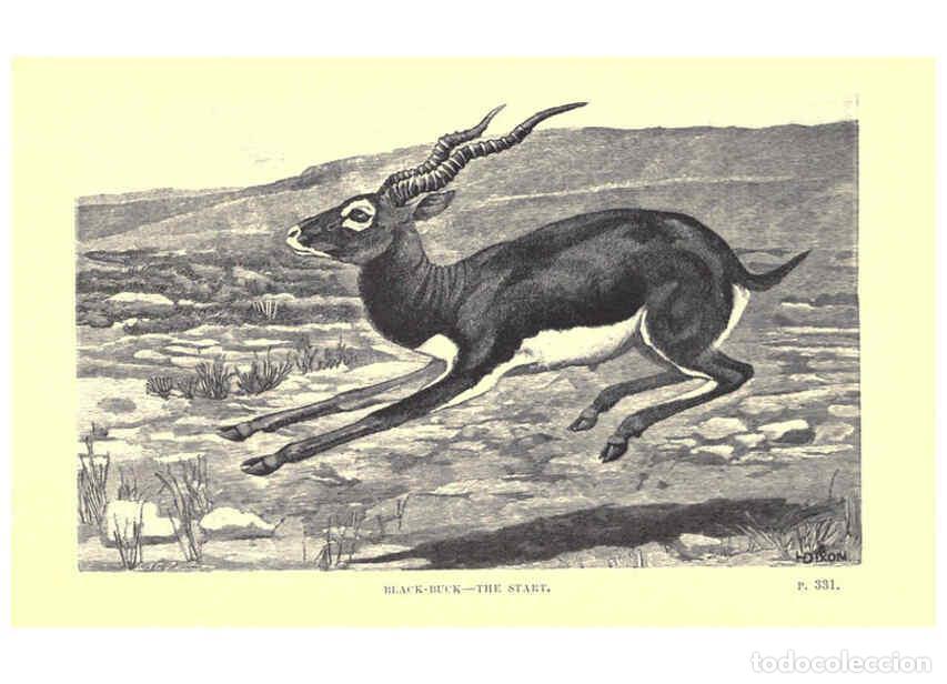 Collectionnisme de Revues et Journaux: Reproducci&oacute;n/Reproduction 6505690089: Wild beasts and their ways London,Macmillan and co.,1890 - Sam