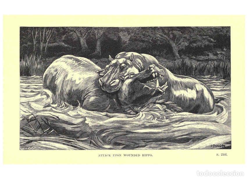 Coleccionismo de Revistas y Peri&oacute;dicos: Reproducci&oacute;n/Reproduction 6505686555: Wild beasts and their ways London,Macmillan and co.,1890 - Sam