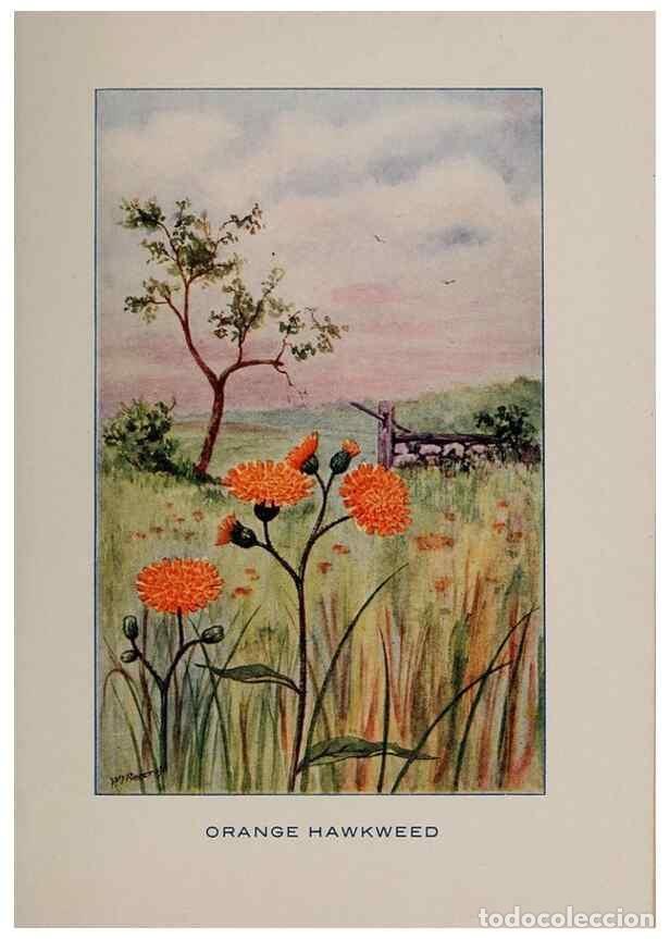 Collection Magazines and Newspapers: Reproducci&oacute;n/Reproduction 7348218616: Fifty flower friends with familiar faces,. Boston,Lothrop, Lee