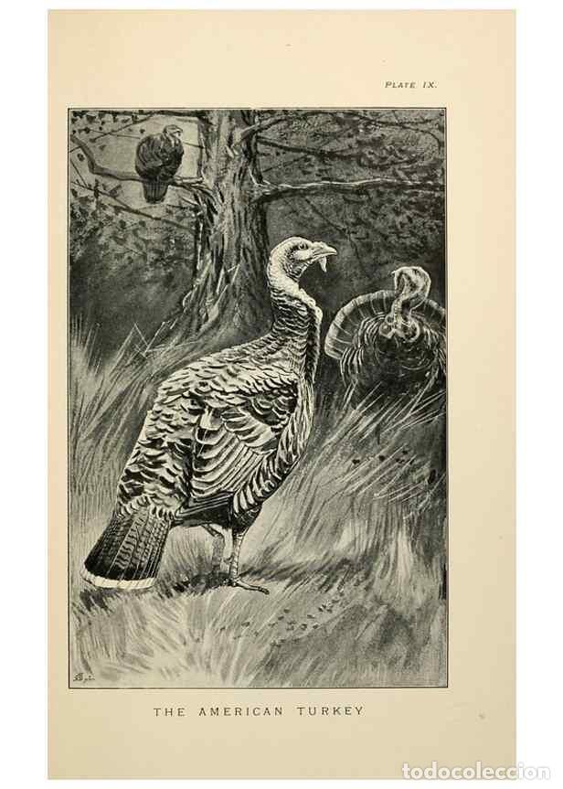 Collectionnisme de Revues et Journaux: Reproducci&oacute;n/Reproduction 6949913800: Lost and vanishing birds;. London,J. Macqueen,1898. - Dixon, C