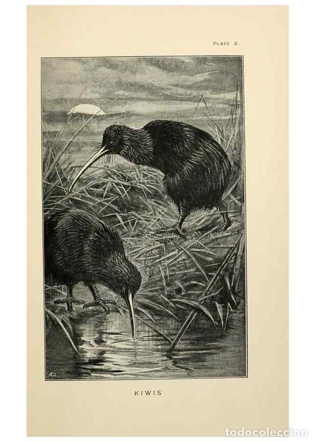 Collection Magazines and Newspapers: Reproducci&oacute;n/Reproduction 7095986005: Lost and vanishing birds;. London,J. Macqueen,1898. - Dixon, C