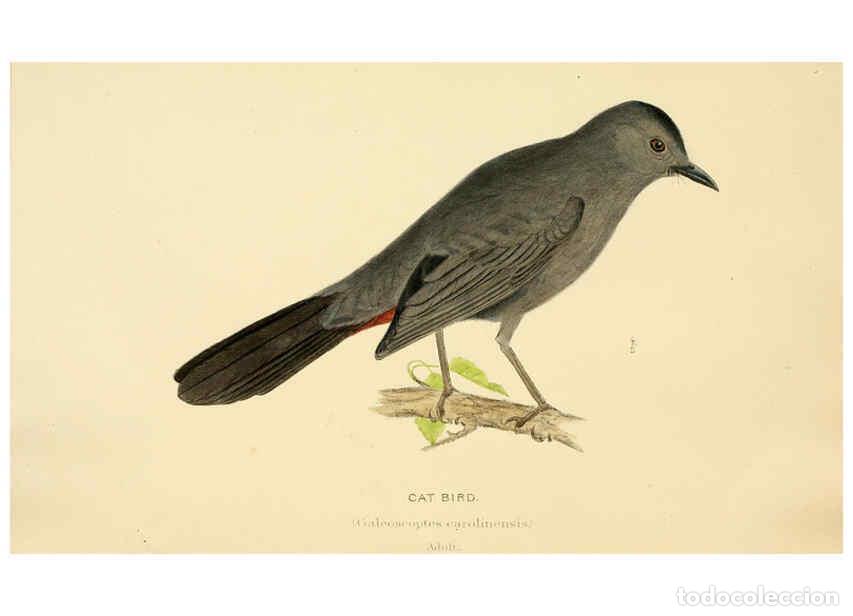 Sammeln von Zeitschriften und Zeitungen: Reproducci&oacute;n/Reproduction 6286758404: A history of North American birds Boston :Little, Brown,1905 -