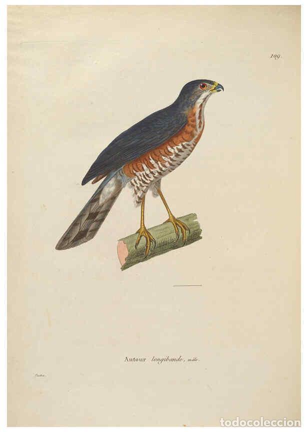 Sammeln von Zeitschriften und Zeitungen: Reproducci&oacute;n/Reproduction 6286239110: Nouveau recueil de planches colori&eacute;es d'oiseaux A Strasbourgh