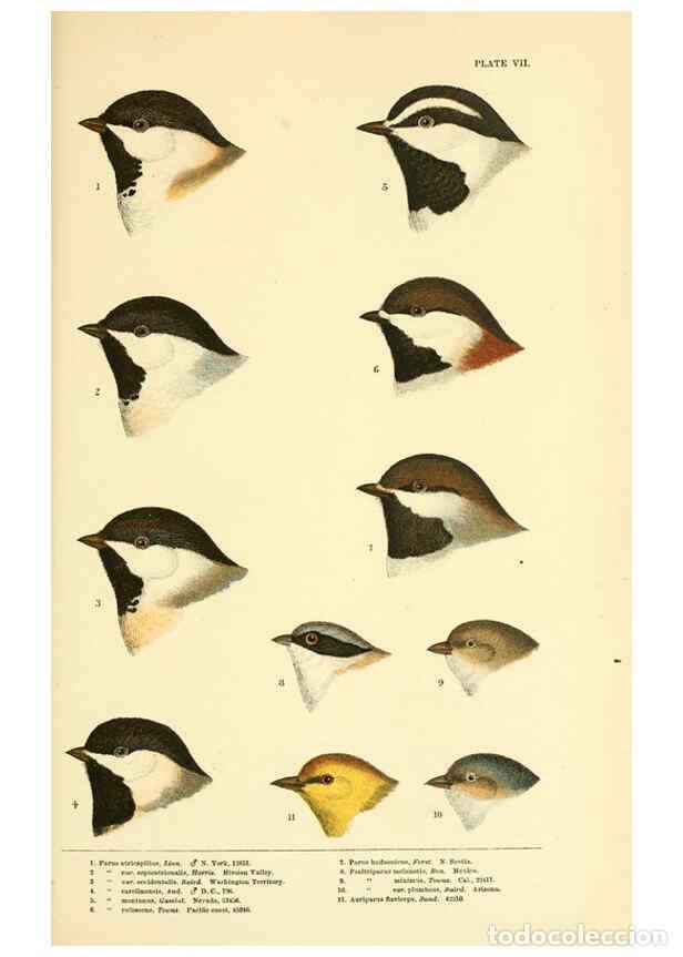 Sammeln von Zeitschriften und Zeitungen: Reproducci&oacute;n/Reproduction 6286241213: A history of North American birds Boston :Little, Brown,1905 -