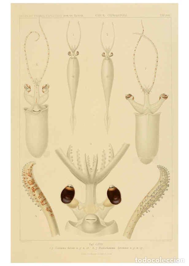 Sammeln von Zeitschriften und Zeitungen: Reproducci&oacute;n/Reproduction 6286444984: Die Cephalopoden. Bd. 18, T.1 (Atlas) [Jena],G. Fischer,1910-1