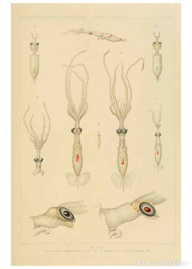 Sammeln von Zeitschriften und Zeitungen: Reproducci&oacute;n/Reproduction 6285922649: Die Cephalopoden. Bd. 18, T.1 (Atlas) [Jena],G. Fischer,1910-1