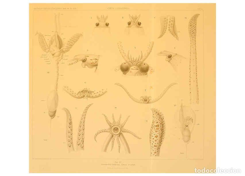 Sammeln von Zeitschriften und Zeitungen: Reproducci&oacute;n/Reproduction 6285923463: Die Cephalopoden. Bd. 18, T.1 (Atlas) [Jena],G. Fischer,1910-1