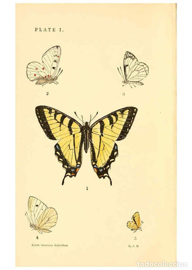 Sammeln von Zeitschriften und Zeitungen: Reproducci&oacute;n/Reproduction 6285862407: A manual of North American butterflies Boston :De Wolfe, Fiske