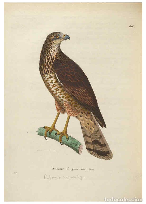 Sammeln von Zeitschriften und Zeitungen: Reproducci&oacute;n/Reproduction 6285716147: Nouveau recueil de planches colori&eacute;es d'oiseaux A Strasbourgh