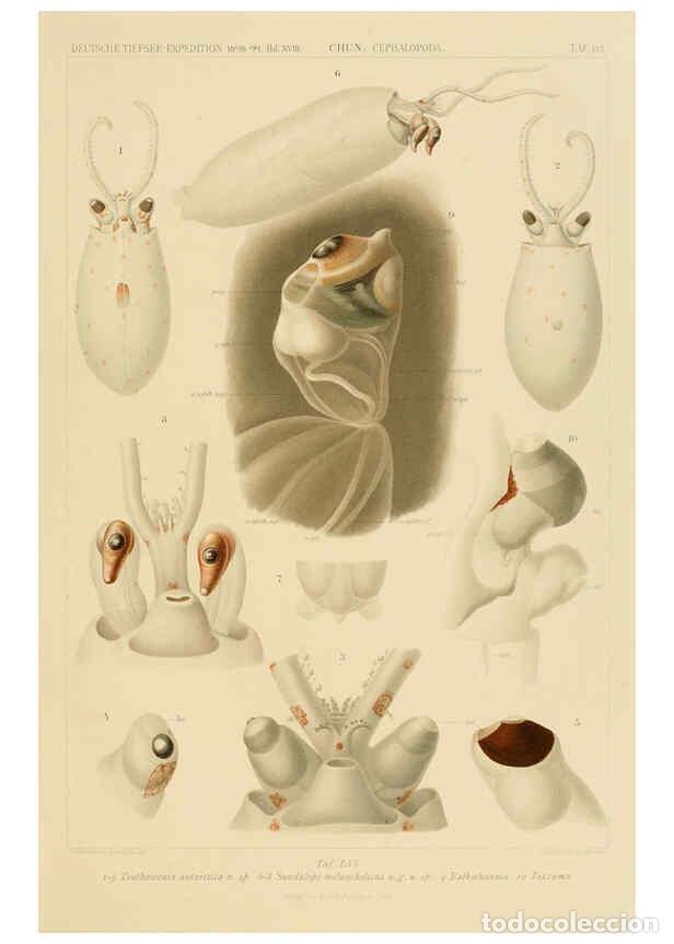 Sammeln von Zeitschriften und Zeitungen: Reproducci&oacute;n/Reproduction 6285924415: Die Cephalopoden. Bd. 18, T.1 (Atlas) [Jena],G. Fischer,1910-1