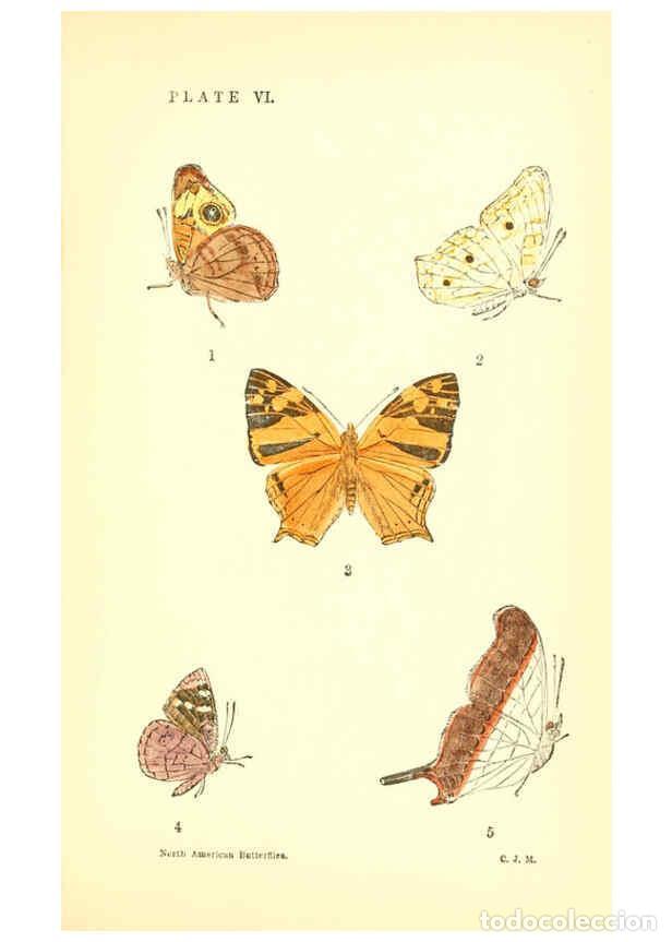 Sammeln von Zeitschriften und Zeitungen: Reproducci&oacute;n/Reproduction 6286384150: A manual of North American butterflies Boston :De Wolfe, Fiske