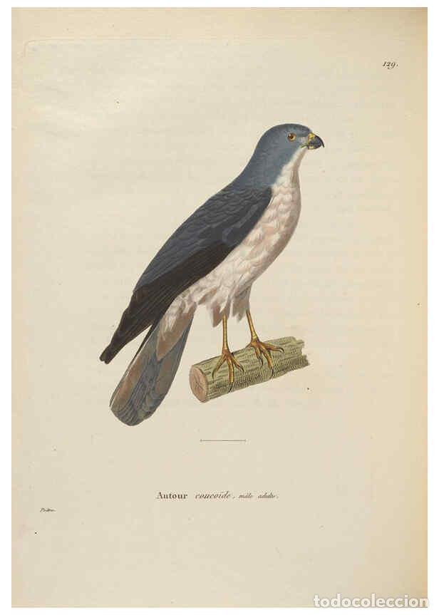 Sammeln von Zeitschriften und Zeitungen: Reproducci&oacute;n/Reproduction 6286238064: Nouveau recueil de planches colori&eacute;es d'oiseaux A Strasbourgh