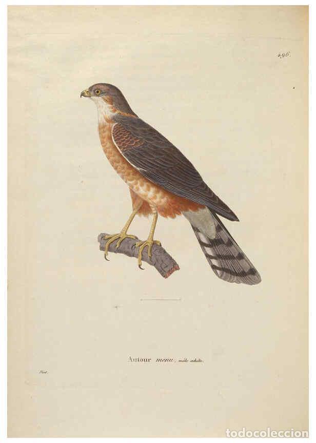Sammeln von Zeitschriften und Zeitungen: Reproducci&oacute;n/Reproduction 6285718175: Nouveau recueil de planches colori&eacute;es d'oiseaux A Strasbourgh