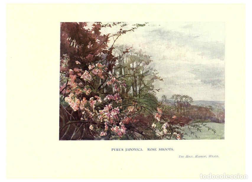 Sammeln von Zeitschriften und Zeitungen: Reproducci&oacute;n/Reproduction 6286309210: Garden colour London,E. P. Dutton & company,1905 - Margaret H.