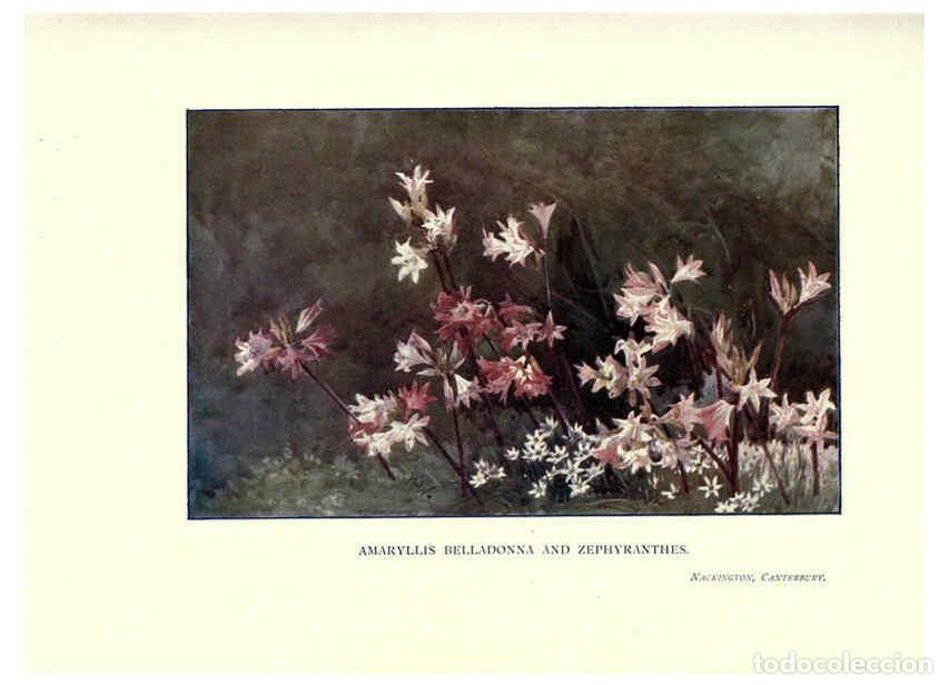 Sammeln von Zeitschriften und Zeitungen: Reproducci&oacute;n/Reproduction 6285796151: Garden colour London,E. P. Dutton & company,1905 - Margaret H.