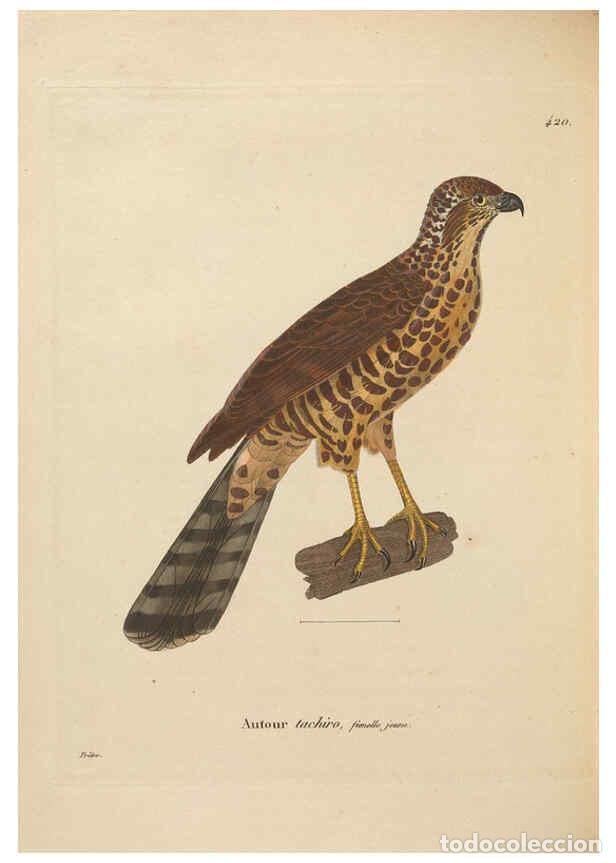 Sammeln von Zeitschriften und Zeitungen: Reproducci&oacute;n/Reproduction 6285715737: Nouveau recueil de planches colori&eacute;es d'oiseaux A Strasbourgh