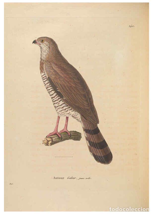 Collectionnisme de Revues et Journaux: Reproducci&oacute;n/Reproduction 6286237680: Nouveau recueil de planches colori&eacute;es d'oiseaux A Strasbourgh