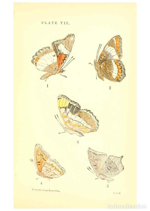 Collectionnisme de Revues et Journaux: Reproducci&oacute;n/Reproduction 6286384414: A manual of North American butterflies Boston :De Wolfe, Fiske