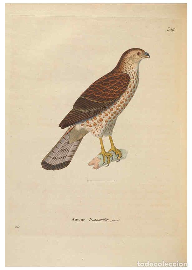 Collectionnisme de Revues et Journaux: Reproducci&oacute;n/Reproduction 6286238682: Nouveau recueil de planches colori&eacute;es d'oiseaux A Strasbourgh