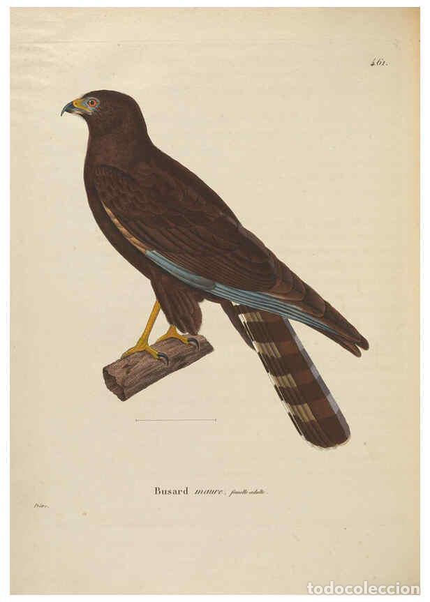 Collectionnisme de Revues et Journaux: Reproducci&oacute;n/Reproduction 6285718503: Nouveau recueil de planches colori&eacute;es d'oiseaux A Strasbourgh