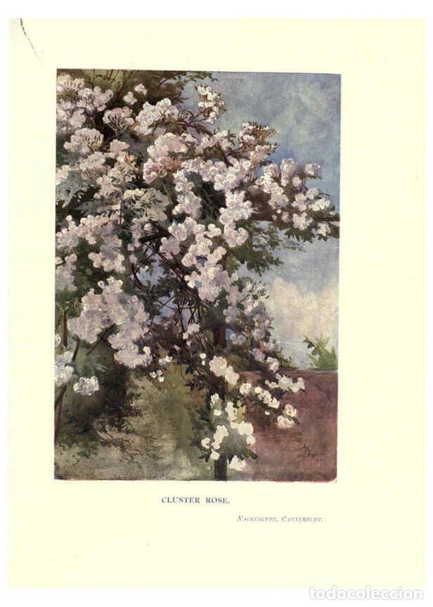 Collectionnisme de Revues et Journaux: Reproducci&oacute;n/Reproduction 6286313136: Garden colour London,E. P. Dutton & company,1905 - Margaret H.